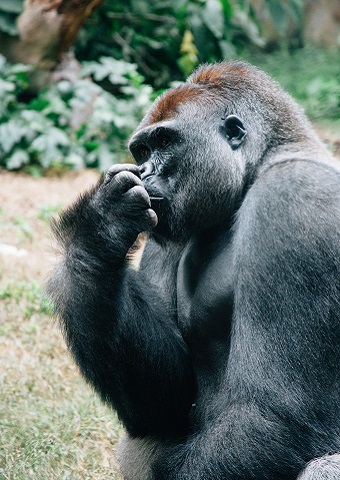 Rwanda Gorilla Pose